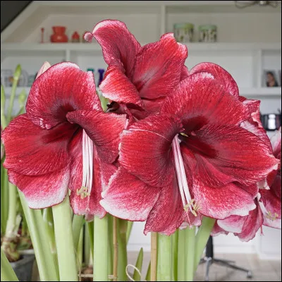 À quelle famille appartient l'amaryllis ?