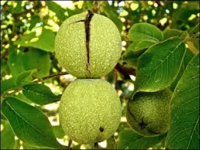 Km 51,6 : Pézenas. Quel est leur gentilé ?