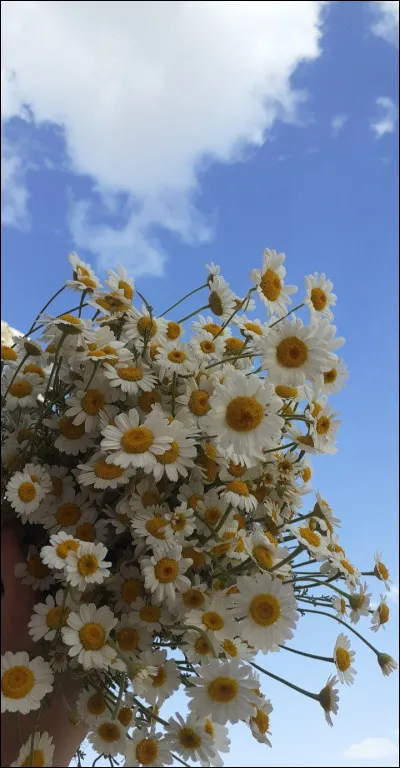 [...] pétale s'est posé devant moi.