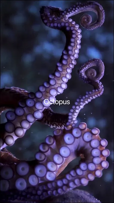 La pieuvre a [...] tentacule coupé. La pauvre !
