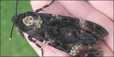 Retour au camping ! J'ai trouvé ce papillon dans ma tente cette nuit. Quel est son nom ?