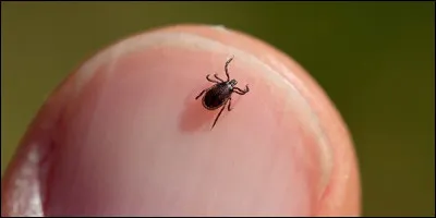 La tique est très petite au début avant de se nourrir de votre sang ou de celui de votre compagnon à quatre pattes. Quelles maladies peuvent-elles transmettre ?