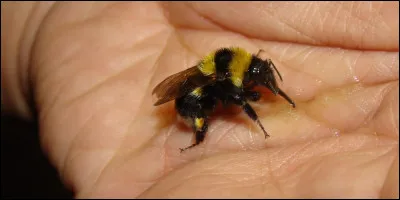 Quel est le sexe de ce bourdon qui vient de piquer ?