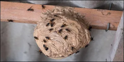 Dans les toilettes du camping. J'ai vu ce nid de frelons asiatique sur la charpente. Qui le directeur va-t-il contacter ?