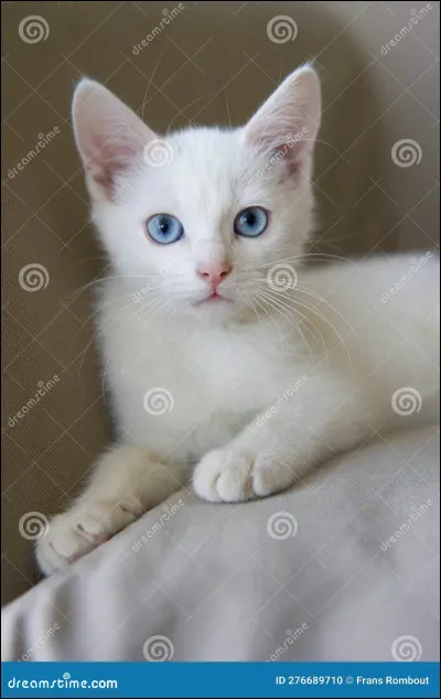 Où Flocon de Neige est-il né ?