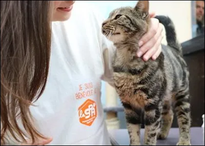 Quel est l'âge minimum pour devenir bénévole à la SPA ?