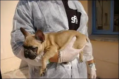 Quel est le rôle principal des inspecteurs de la SPA ?