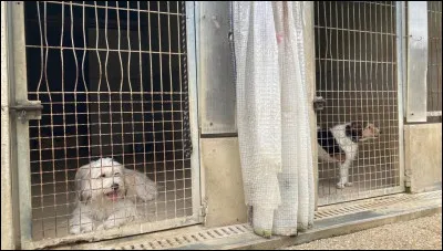 En moyenne, combien d'animaux la SPA recueille-t-elle chaque année ?