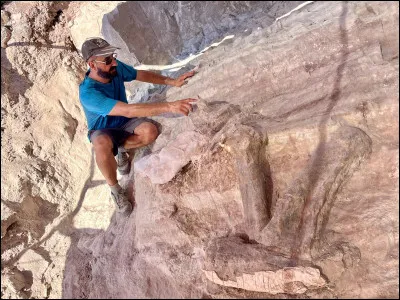 Dans la série Bones, l'un des internes, Vincent Nigel-Murray, élabore avec Hodgins un équipement de type exosquelette électronique permettant de savoir qui de l'homme ou du dinosaure aurait gagné au "bras de fer". De quel dinosaure ont-ils ainsi répliqué les bras ?