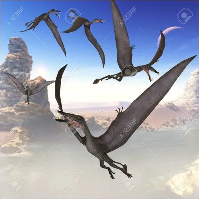 Le pterodactyle et ceux de sa famille avaient une envergure .... ?
.