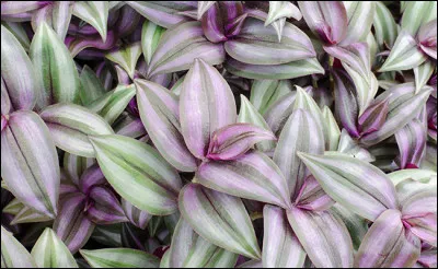 Enjolras, Mr Mabeuf et Tolomyès sont des personnages...