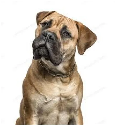 Animaux - Quelle est la race de ce chien ?