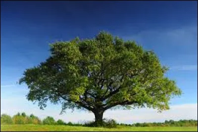 Langue étrangère - Comment dit-on le mot "arbre" en anglais ?