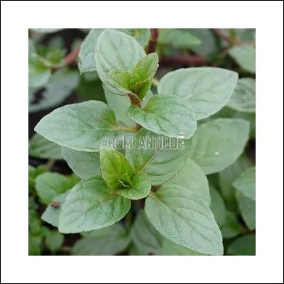 Qui a dit cette réplique ?
"Pour être une véritable guérisseuse, il faut le sentir dans son cur et ses cinq sens. Il faut être plus courageuse qu'un guerrier, plus sage qu'un chef de Clan, plus humble que le plus petit des chatons, plus désireuse d'apprendre qu'un apprenti."