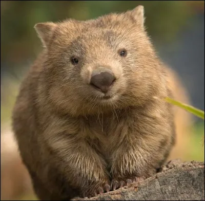 Où peut-on voir un wombat ?