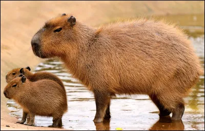 Quelle Blackpink a pour animal préféré un capybara ?