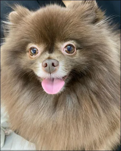 Quelle Blackpink a un chien qui s'appelle Dalgom ?