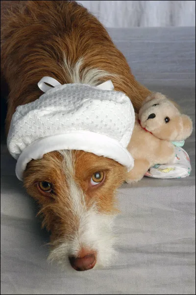 Quelle Blackpink a un chien qui s'appelle Hank ?