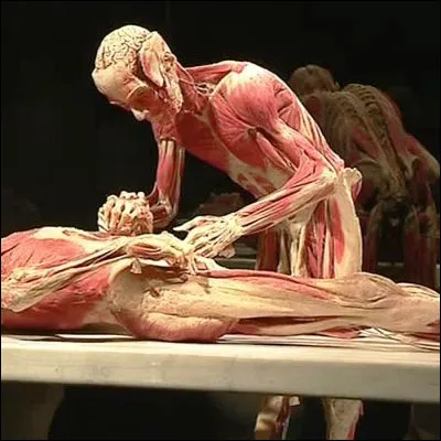 Dans quelle partie du corps se trouve la fosse ulnaire ?