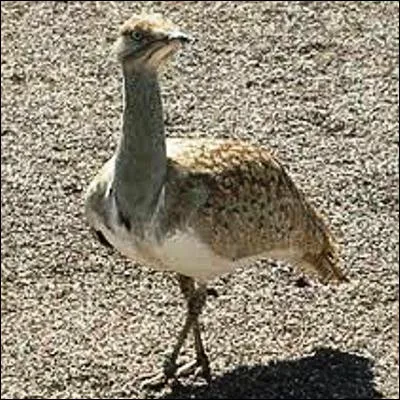 Quel petit échassier trapu porte un nom venant du latin et signifiant "oiseau lent" ?