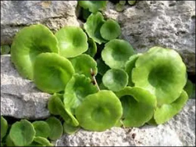 Km 134,4 : Gap. &Agrave; quoi correspond l'emplacement m&ecirc;me de la ville de Gap o&ugrave; se sont d&eacute;pos&eacute;es de grandes quantit&eacute;s d'argile ?