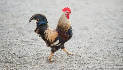 Km 48,1 : Sahune. Si l'agriculture est le sport local : cerises, abricots, lavande, etc. on y a cr&eacute;&eacute; une nouvelle race animale, de quelle esp&egrave;ce animale est-elle ?