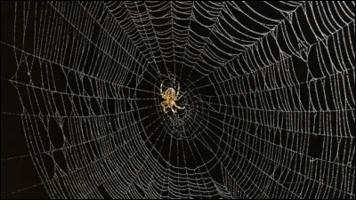 C'est Halloween, tu dois acheter un gâteau, lequel prends-tu ?