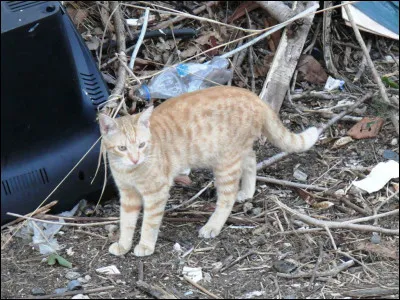 La guerre est finie, le chef (Étoile de Printemps) annonce que le lieutenant est mort et il va annoncer le nom de son remplaçant.