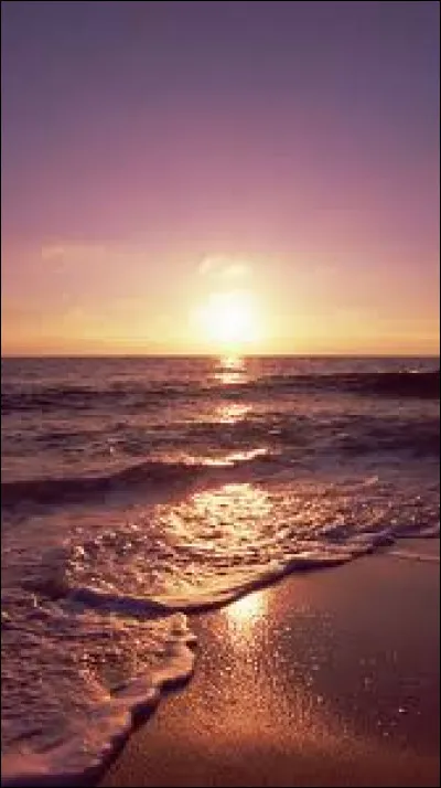 Quels animaux pondent leurs ufs sur les plages ?