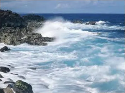 Quels mammifères marins, qui dépendent de la côte et des marées, sont aujourd'hui en grand danger d'extinction ?