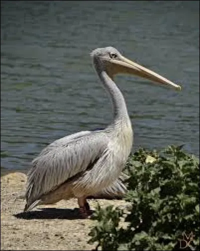 Quel est le nom d'un bébé pélican ?