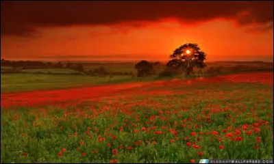 Dans quel pays célèbre-t-on la fête de San Fermín ?