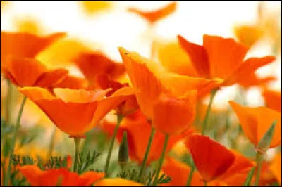 Quelle fête célébrée en juillet désigne-t-on par "Umi no Hi" ?