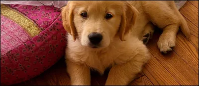 Lequel est le plus fidèle ?