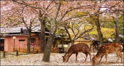 Quelle fut la première capitale du Japon ?