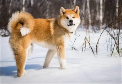 Comment s'appelle cette race de chien originaire du Japon ?