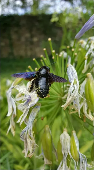 Qui pouvait faire un rameneret ?