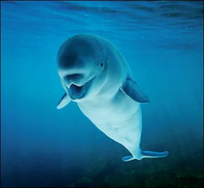 Comment dit-on"béluga" en japonais ?