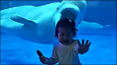 Quel est le nom du bébé béluga ?