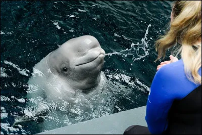 Qui interprète la chanson "Baby Beluga" ?