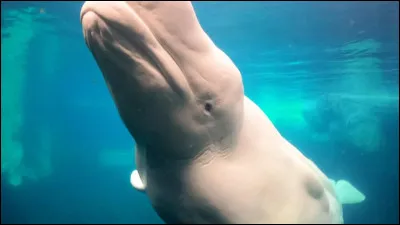 Combien de temps dure la période de gestation chez la femelle béluga ?