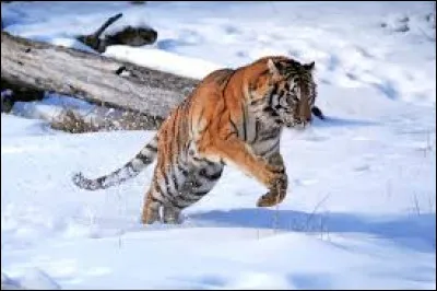 Quelle est la plus grande sous-espèce de tigre ?