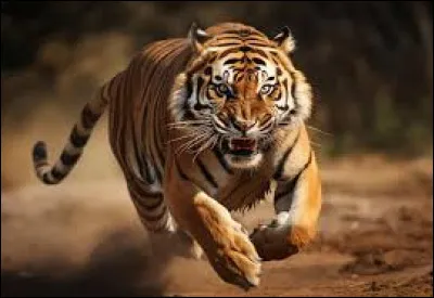 Quelle est la vitesse maximale à laquelle un tigre peut courir ?