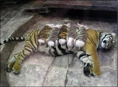 Combien de tigreaux compte généralement une portée ?