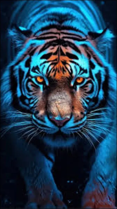 Le tigre est :