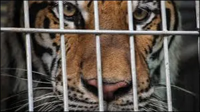Quelle est la durée de vie moyenne d'un tigre en captivité ?
