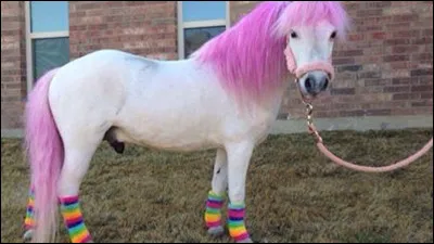 Tu voudrais un cheval...