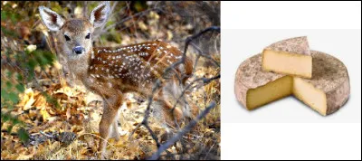 Quelle créature fantastique se cache dans cette image ?