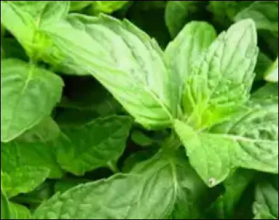 Quelle créature fantastique se cache dans cette image ?