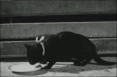 Quel est le nom de la chatte du boulanger dans le film, ci-dessus ?